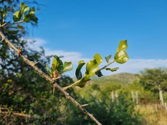 Commiphora glandulosa