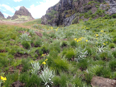 Senecio macrospermus