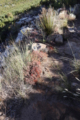 Crassula pruinosa
