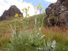 Senecio macrospermus