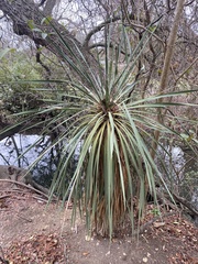 Yucca constricta