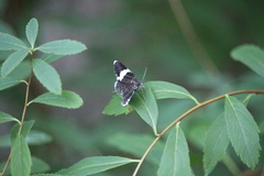 Trichodezia albovittata