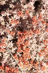 Crassula pruinosa