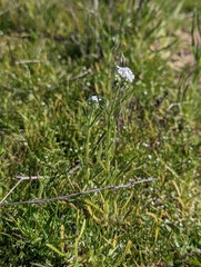 Cryptantha intermedia