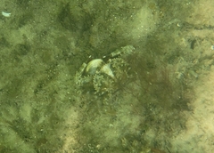 Achelous spinimanus
