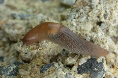 Deroceras panormitanum