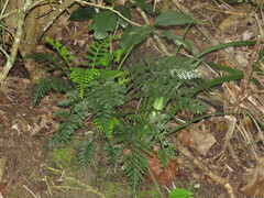 Asplenium rutifolium