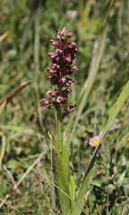 Anacamptis coriophora