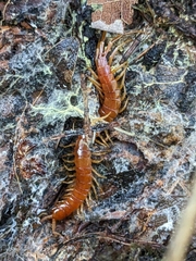 Scolopocryptops spinicaudus