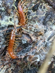 Scolopocryptops spinicaudus