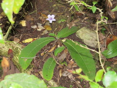 Streptocarpus rexii