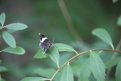 Trichodezia albovittata