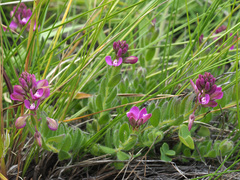 Polygala rhinostigma
