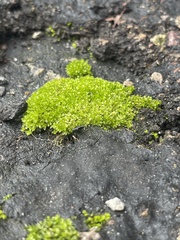 Funaria hygrometrica