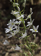 Ornithogalum arcuatum