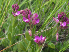Polygala rhinostigma