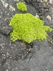 Funaria hygrometrica