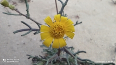 Senecio glaucus