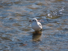 Chroicocephalus ridibundus