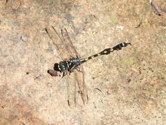 Paragomphus capricornis