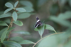 Trichodezia albovittata