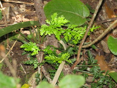Asplenium rutifolium