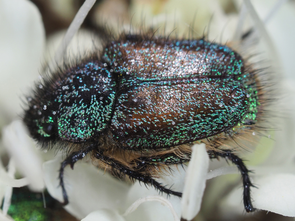 Anisonyx nigerrimus
