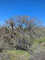 Quercus agrifolia agrifolia