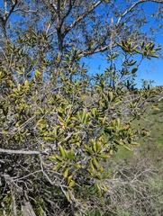 Quercus agrifolia agrifolia