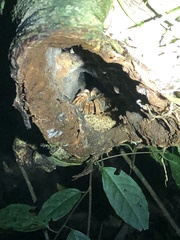 Megaphobema mesomelas