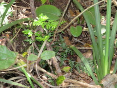 Asplenium rutifolium