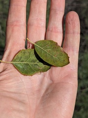 Quercus agrifolia agrifolia