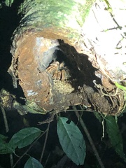 Megaphobema mesomelas