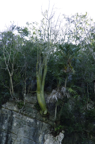 Pachira cubensis (A.Robyns) Fern.Alonso