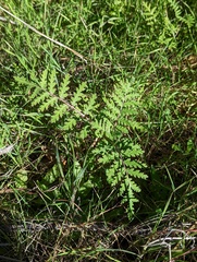 Phacelia distans