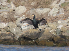 Phalacrocorax carbo