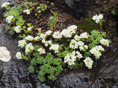 Crassula setulosa