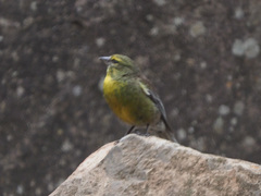 Crithagra symonsi