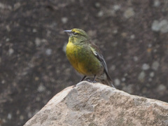 Crithagra symonsi
