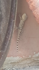 Tarentola mauritanica