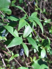 Myrtus communis