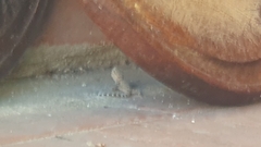 Tarentola mauritanica