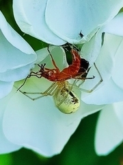 Enoplognatha ovata