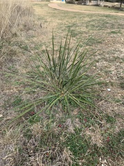 Yucca arkansana