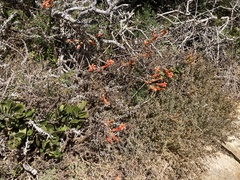 Tylecodon grandiflorus