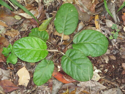 Image of Gerbera cordata by (c) Jeremy Gilmore, some rights reserved (CC BY)