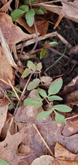 Zizia aurea