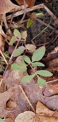 Zizia aurea