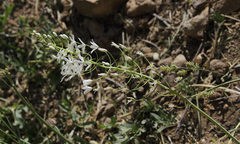 Ornithogalum arcuatum