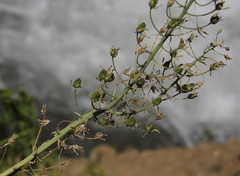 Ornithogalum arcuatum